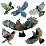 HERMA etiquette de signalisation "oiseaux", multicolore