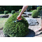 Garten PRIMUS Cisaille  buis, petit, longueur : 260 mm