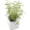 orthex Pot  herbes aromatiques EDEN, largeur: 120 mm, blanc