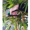 BRDER MANNESMANN Ciseaux de jardin multifonction, (L)205 mm