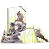 HERMA chemise  lastiques animaux exotiques, A3, koalas