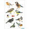HERMA Sticker DECOR "Oiseaux  l'aquarelle"