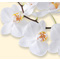 sigel Papier  motif, A4, 90 g/m2, motif "White Orchid"